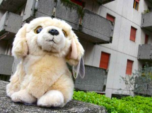 cagnolino_medium
